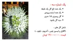 نمونه مراسم