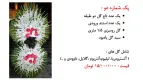 نمونه مراسم